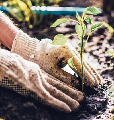 Tree Planting