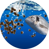 Aquaculture Feed Development